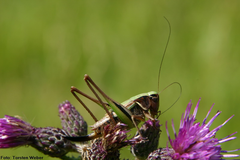 Kurzfluegelige Beissschrecke